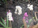 DSCN0491