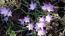 Crocusi White well purple