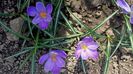 Crocusi Flower record