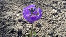 Primula cashmeriana