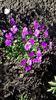 Aubrieta cascade Kitte blue