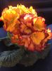 Primula