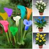 Calla lily 1,5 ron/buc