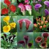 Calla lily 1,5 ron/buc