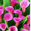 Calla lily 1,5 ron/buc