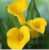 Calla lily 1,5 ron/buc