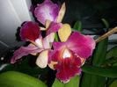 cattleya galben cu mov 2016.03.30