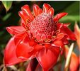 Torch ginger 2 ron/buc