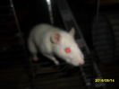 SAM_2622