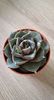 echeveria purpurosurum