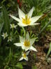 Tulipa Turkestanica (2016, March 27)