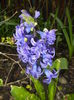 Hyacinth Isabelle (2016, March 27)