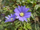 Anemone Blue Shades (2016, March 27)