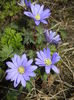 Anemone Blue Shades (2016, March 27)