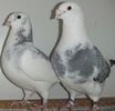 DSCF0213