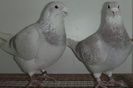 DSCF0221