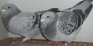 DSCF0231