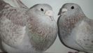 DSCF0234