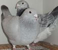 DSCF0246