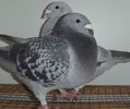 DSCF0249