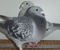 DSCF0250