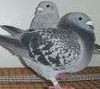 DSCF0253