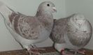 DSCF0279
