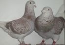 DSCF0327