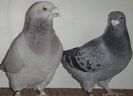 DSCF0333