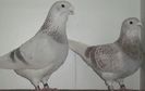 DSCF0334