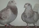 DSCF0336