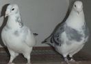 DSCF0361