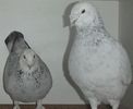 DSCF0367