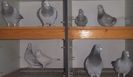 DSCF0384