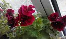 20160331_073405