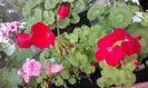 20160331_073642
