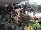 Gradina de iarna  care este o sera care adaposteste plante exotice