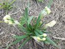 narcisă