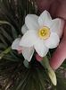 narcisă