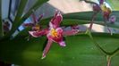 orhidee parfumata