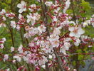 prunus kurilensis Ruby