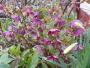 helleborus orientalis