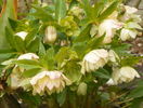 helleborus Double White Spotted