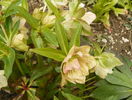 helleborus Double White Spotted