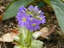 primula cashmeriana