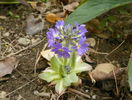 primula cashmeriana