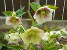 helleborus White Lady Spotted