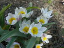 tulipa polychroma