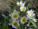 tulipa polychroma