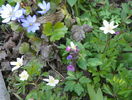 anemone nemorosa si hepatica